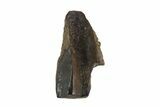 Triceratops Shed Tooth - Montana #93154-1